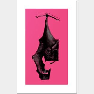 Hanging Bat Posters and Art